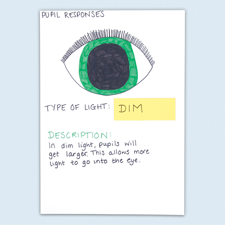 Human Eye Pupil Reaction Sheets