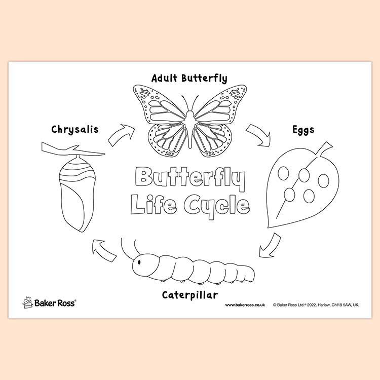 Butterfly Life Cycle