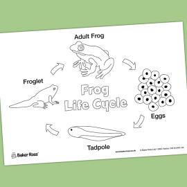 Frog Life Cycle