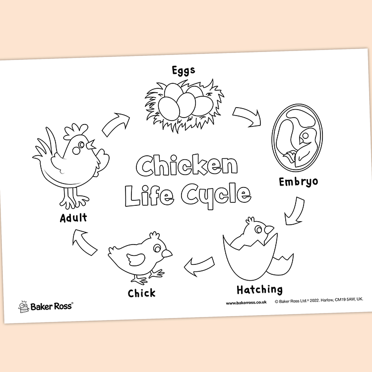 Chicken Life Cycle