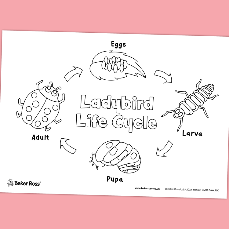 Ladybird Life Cycle