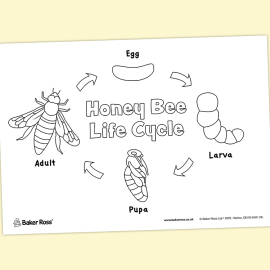 Honeybee Life Cycle