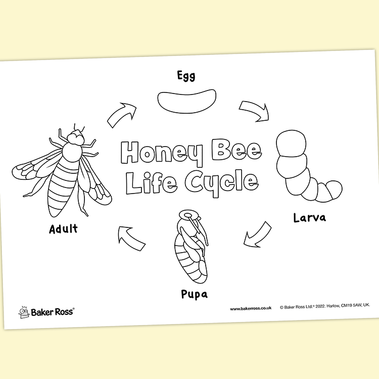 Honeybee Life Cycle