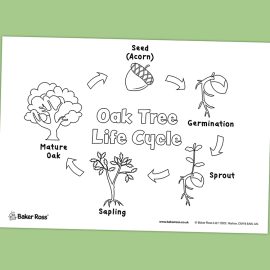 Oak Tree Life Cycle