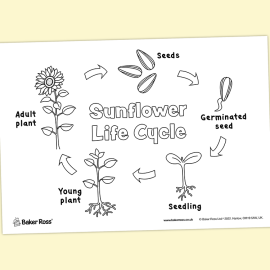 Sunflower Life Cycle