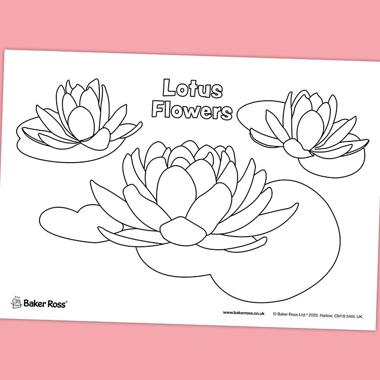 Lotus Flowers