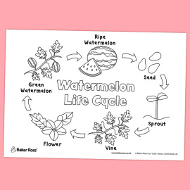 Watermelon Life Cycle