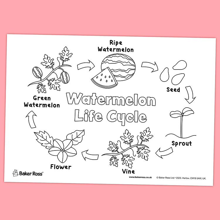 Watermelon Life Cycle