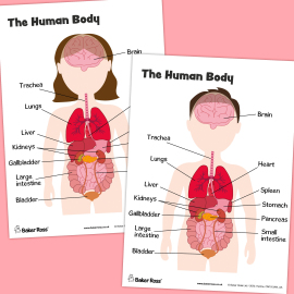 The Human Body Organs Diagram