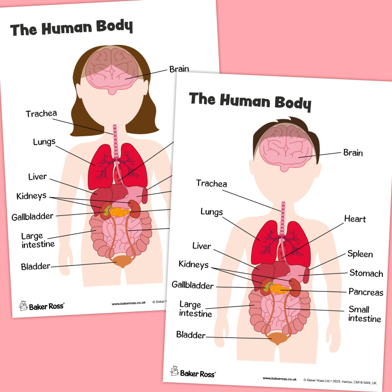 The Human Body Organs Diagram