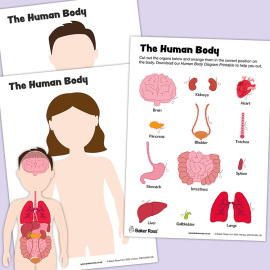 The Human Body Organs Activity Sheet