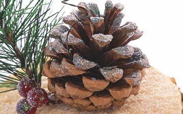 Pine Cone Place Card Holder