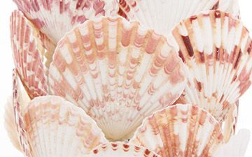 Scallop Shell Can Cosmetic Holder