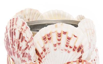 Scallop Shell Can Cosmetic Holder