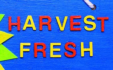 Sunflower ‘Harvest Fresh’ Plaque