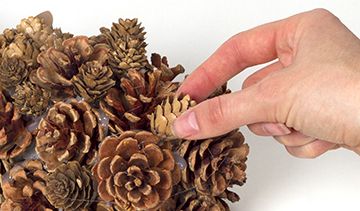 Pinecone Hedgehog